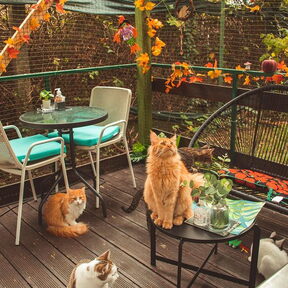 Cat Caffe