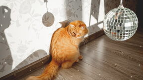 Disco kugla