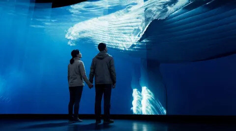 The Whale Norveška