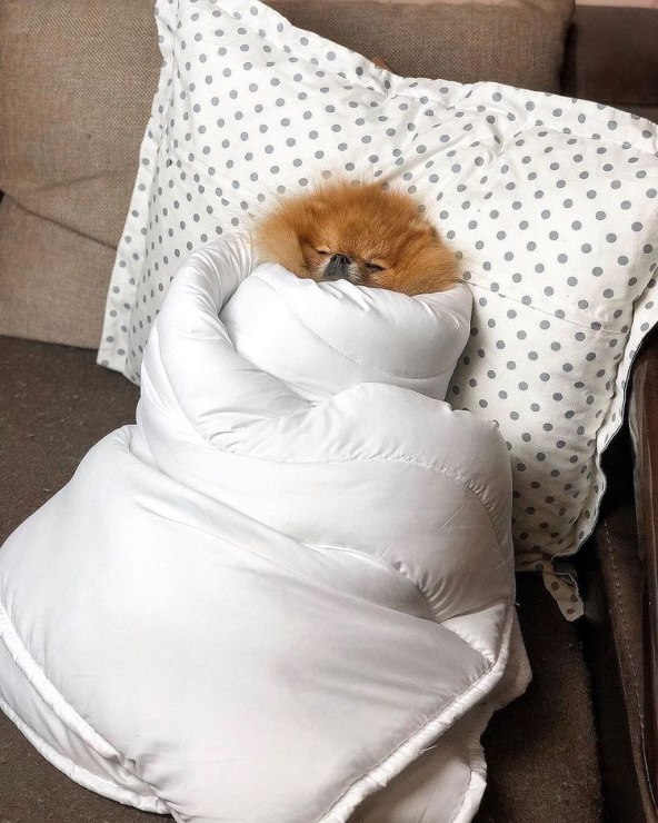Pomeranac spava