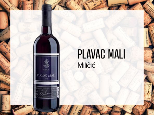 plavac-mali-miličić.jpg