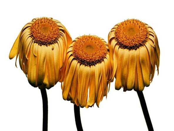 Remeber me Irving Penn Gerbera Daisy