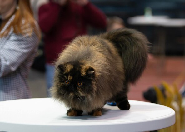 Bas sam fluffy.jpg