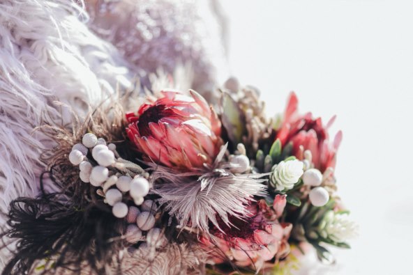 protea
