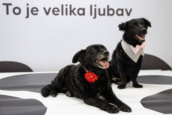 dominodizajn_Petfluencer Akademija-138.jpg