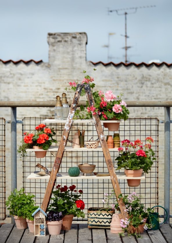 pelargoniums-for-europe-q3RHLwSJjA8-unsplash.jpg