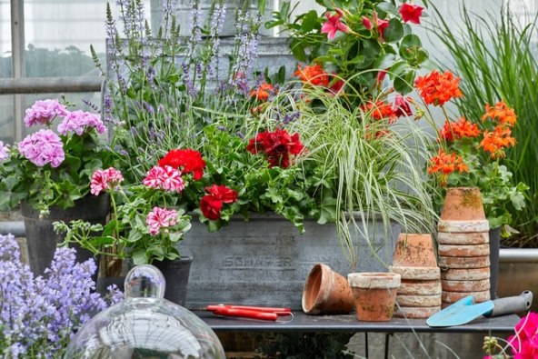 pelargoniums-for-europe-1TbnKaWU7Kg-unsplash (1).jpg