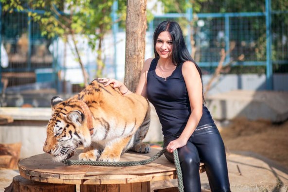 Tigar