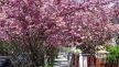 Procvjetale su trešnje u Šulekovoj ulici u Zagrebu