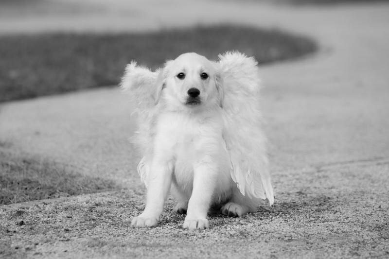 'Psi anđeli', izložba posvećena čovjekovom najboljem prijatelju