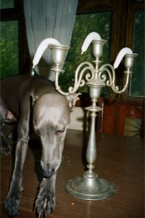 BelgradeRaw_Sarajevo_press-6.jpg