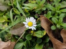 Fotografirano s Redmi Note 15 Pro+ 5G (1).jpg