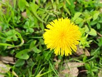 Fotografirano s Honor 600 Lite (2).jpg