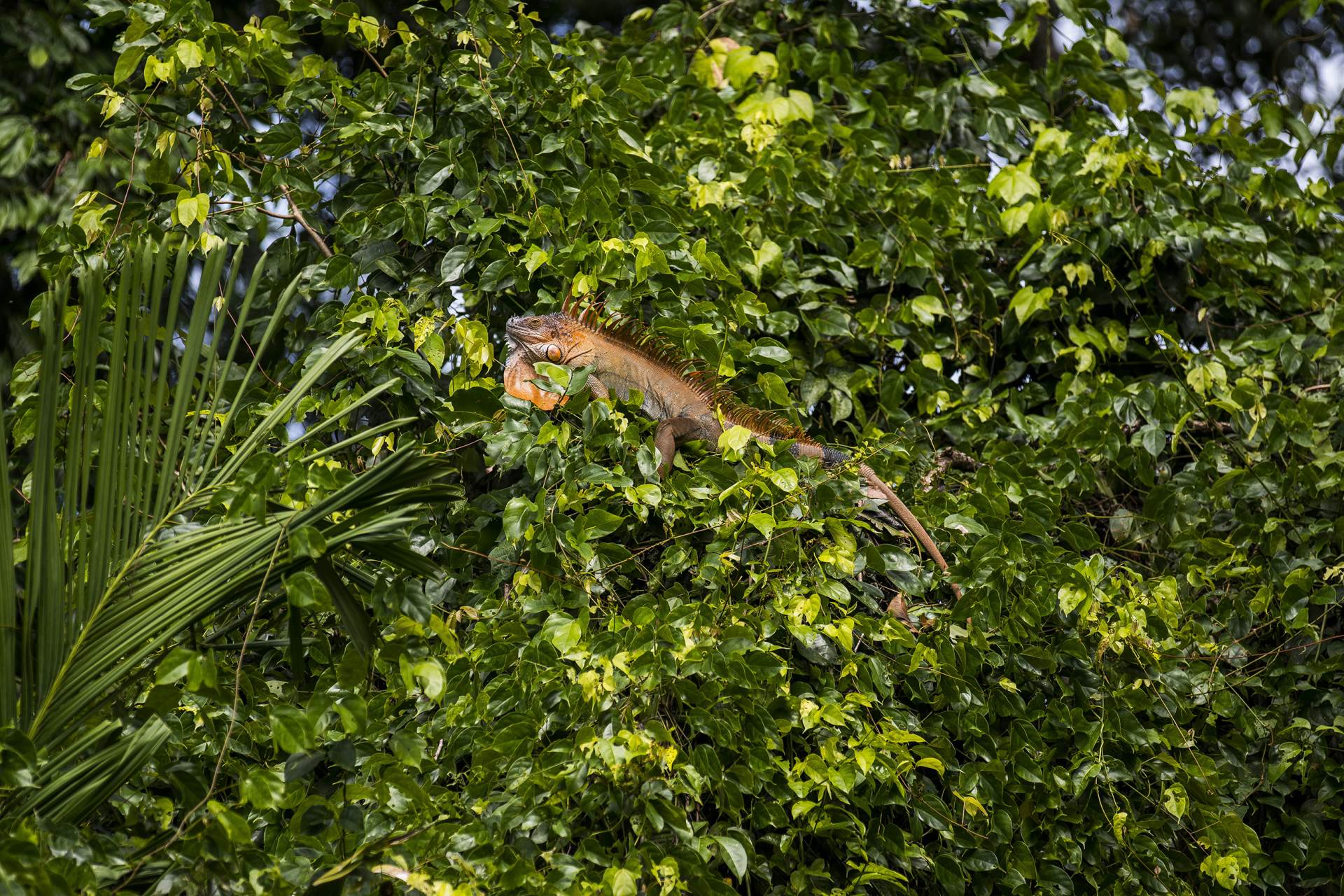 PUTOVANJE OKO SVIJETA Izložba fotografija Gorana Jovića