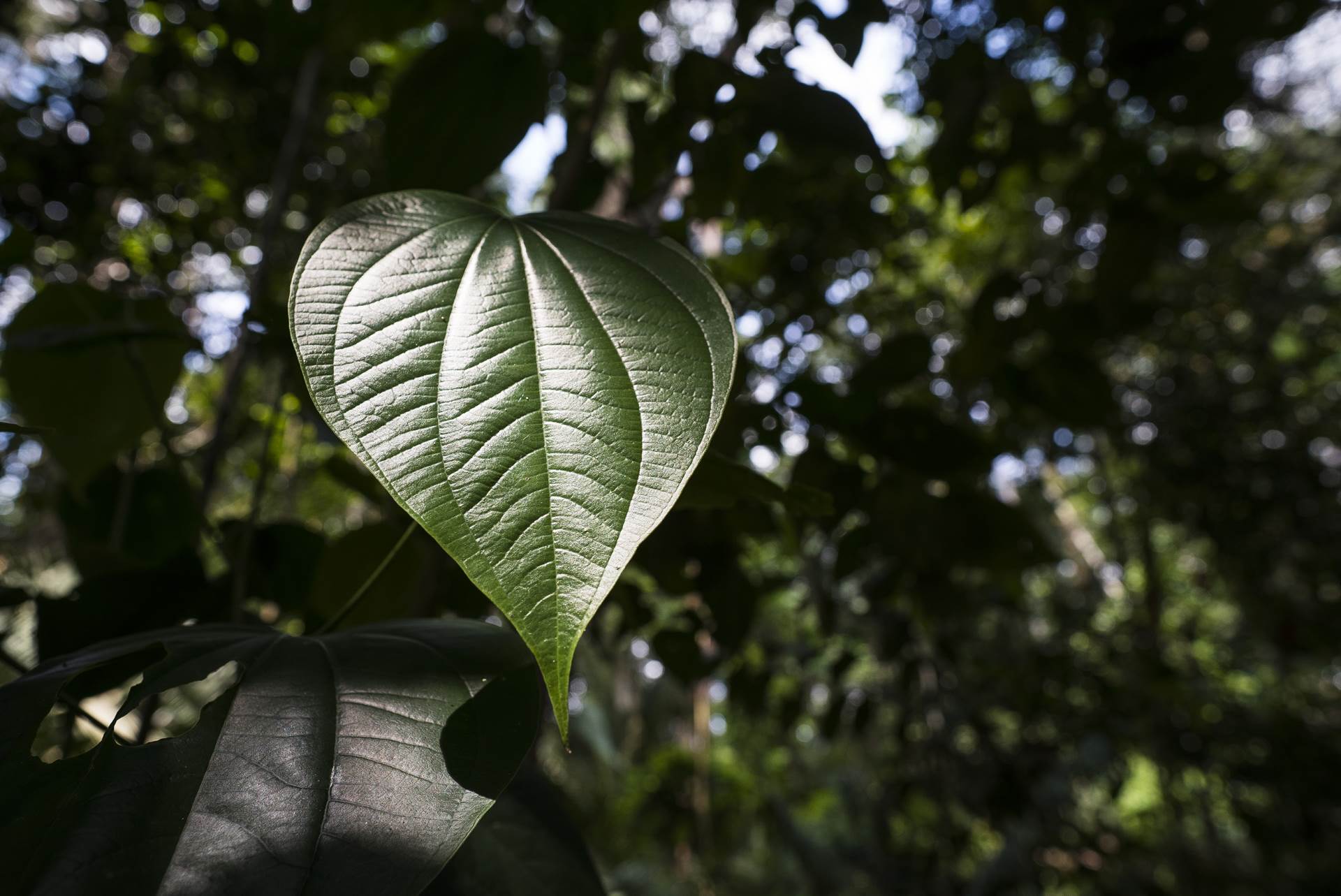PUTOVANJE OKO SVIJETA Izložba fotografija Gorana Jovića