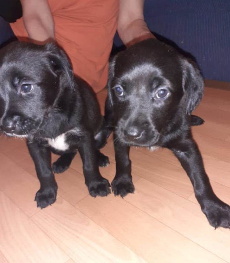 Ivana Habazin: 'Sva udomljenja su mi teška'