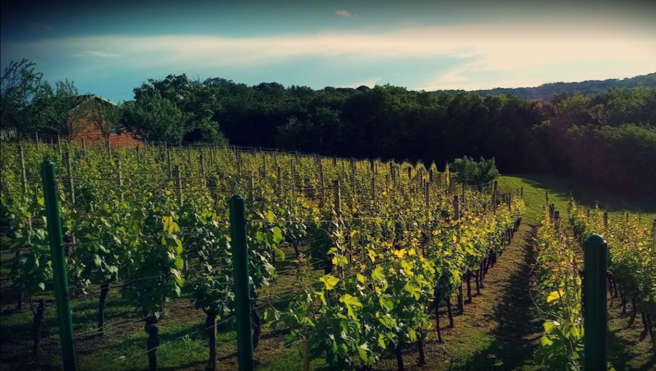 Pet vinarija sjeverozapadne Hrvatske