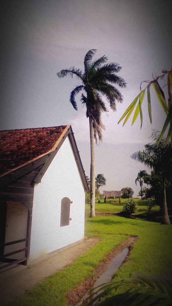 Surinam ili priča o drvetu