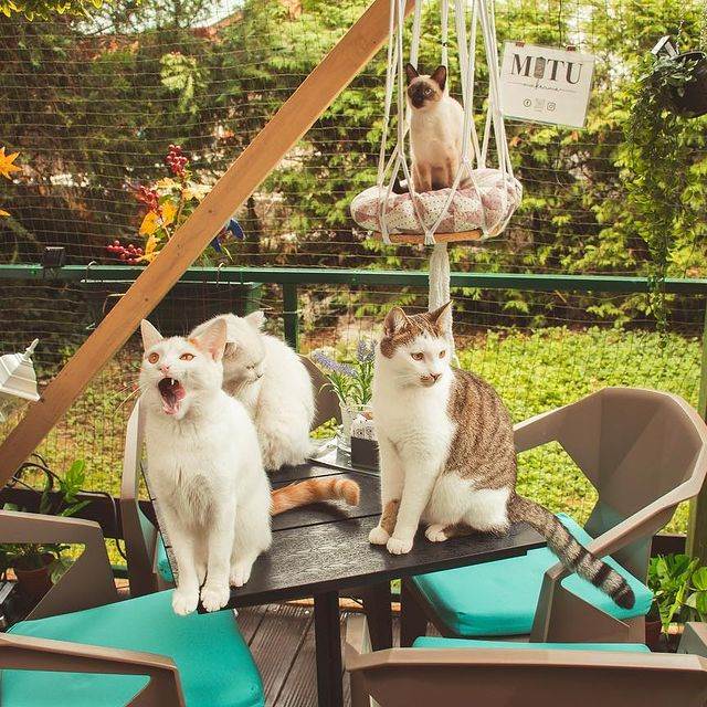 Cat Caffe u Zagrebu Story