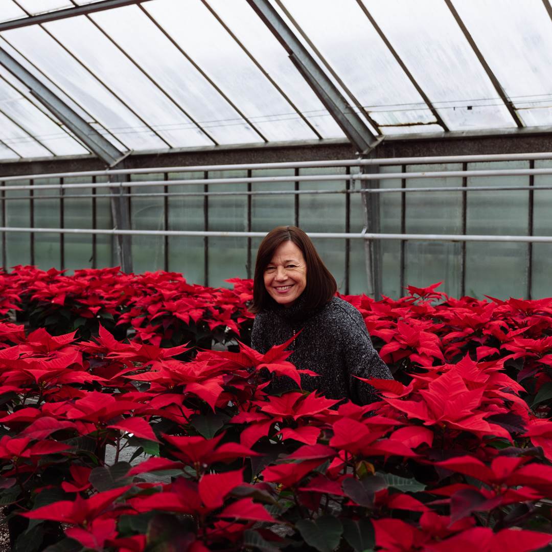 Vesna Čuljat i božićne zvijezde u stakleniku