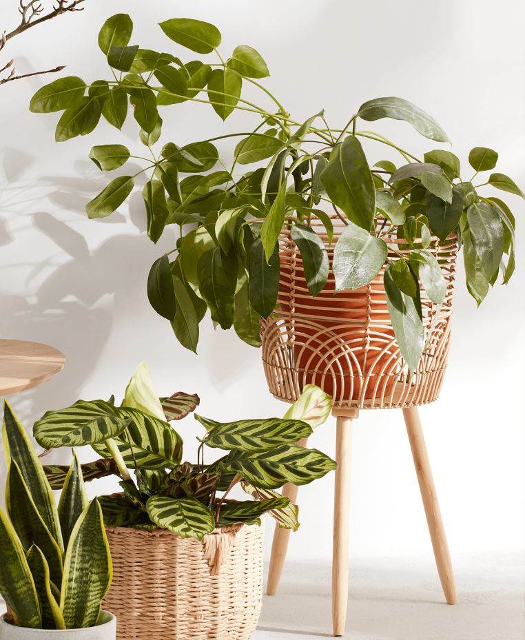 Tegla na stalku u boho stilu sa širokim nogicama, dostupna u 3 veličine, Pepco, 6 eura