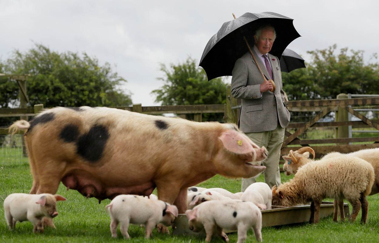 Princ Charles uživao okružen domaćim životinjama