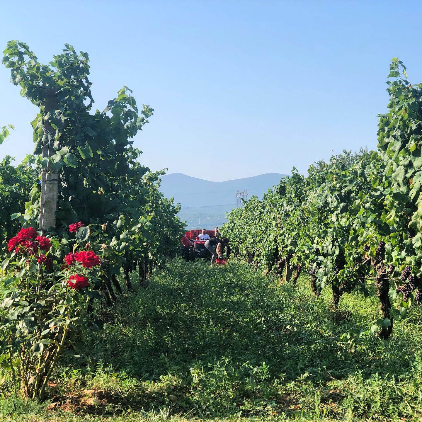 Berba u vinogradu vinarije Grabovac