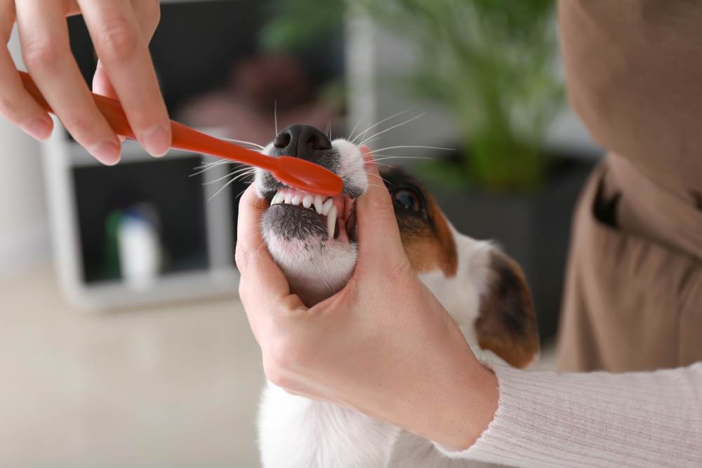 Briga o zubima vašeg psa iznimno je važna. Veterinar nam je otkrio detalje