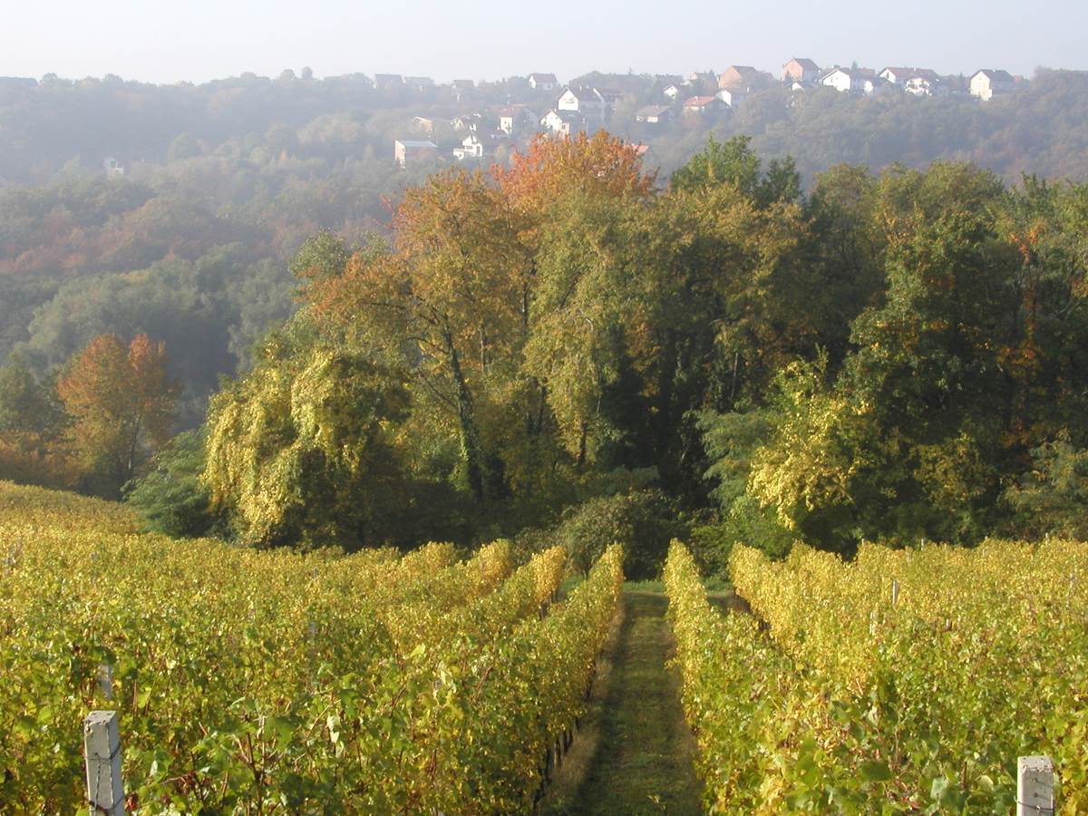 Položaji vinograd jazbina pogled na bukovac
