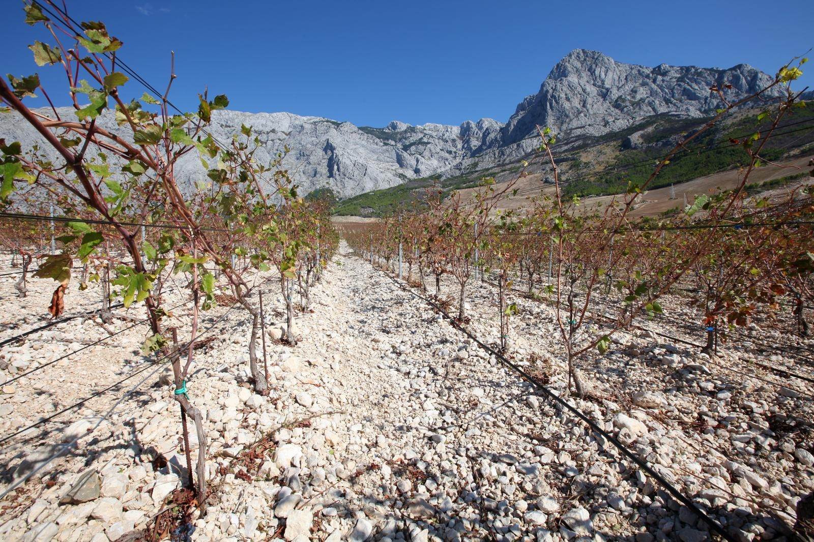 Na podrucju Makarske, točnije na padinama Baskog Polja Zlatan Plenkovic je na 75 hektara posadio vinovu lozu. Uz najzastupljeniji plavac mali, posađenje i velik broj loza crljenka