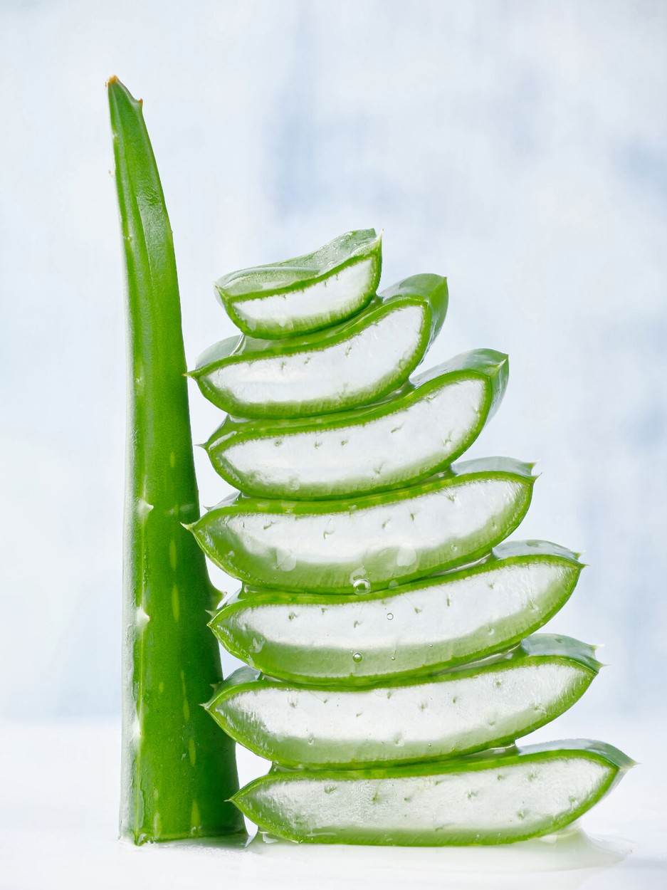 Aloe vera je prepuna vitamina A, C i E i obnavlja kosu te potiče obnovu stanica