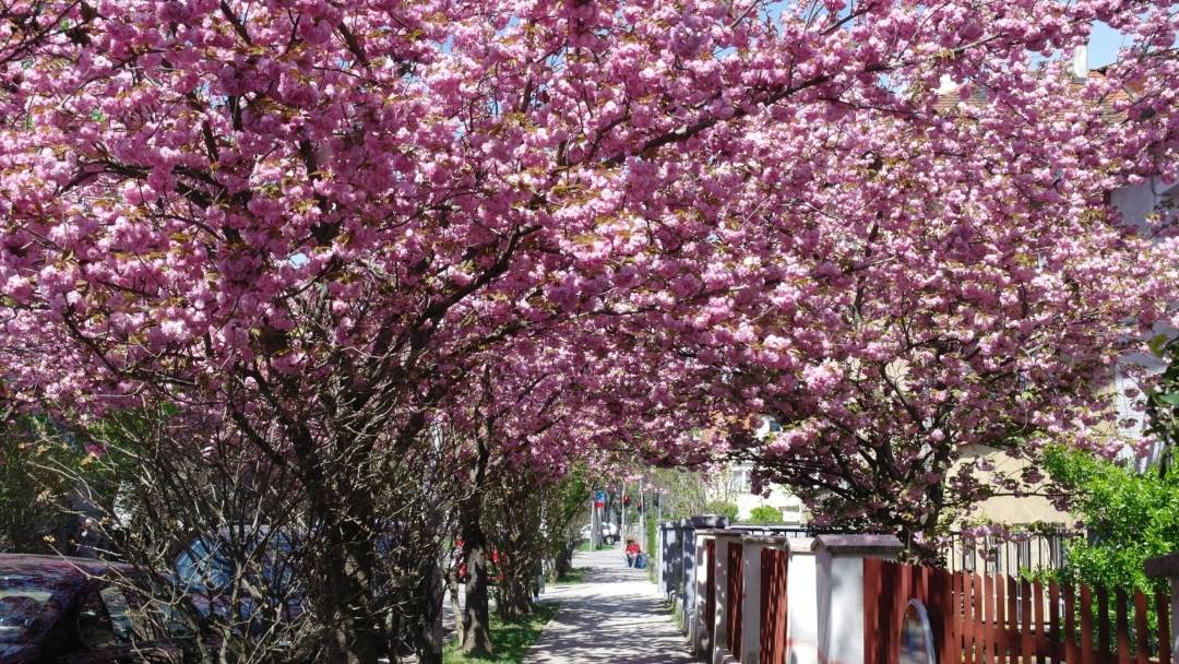 Procvjetale su trešnje u Šulekovoj ulici u Zagrebu