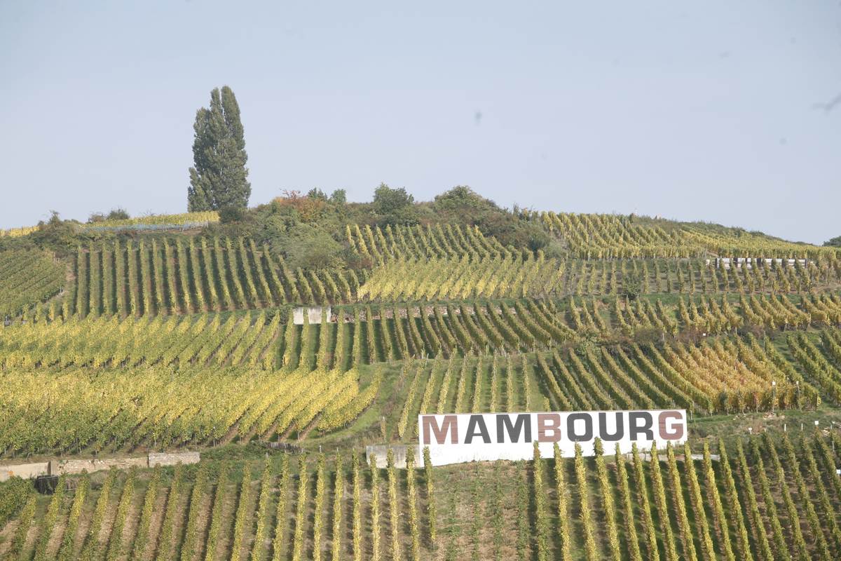 Vinograd Mambourg Alsace.JPG