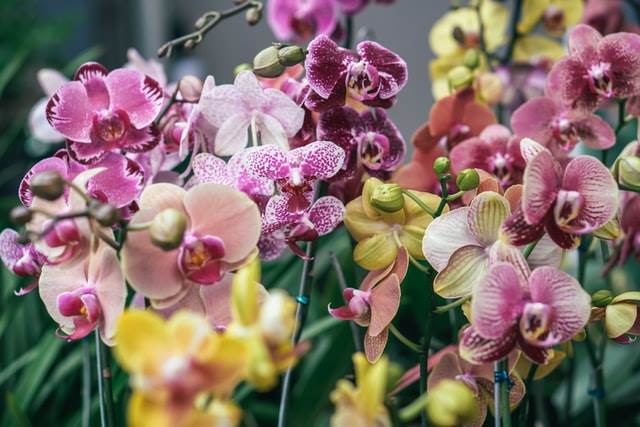 Orhideje je potrebno drugačije zalijevati po ljeti