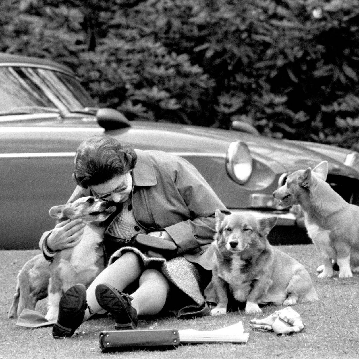 Kraljica Elizabeta II. sa svojim psima