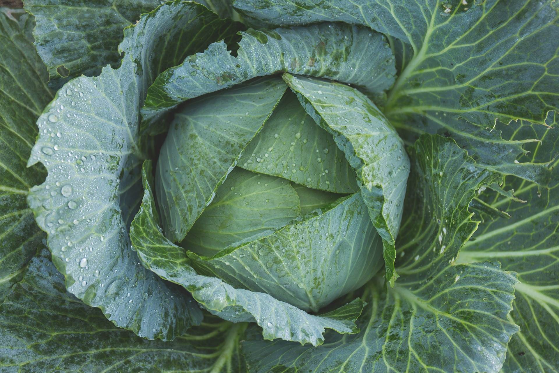 cabbage-gf54ef5895_1920.jpg