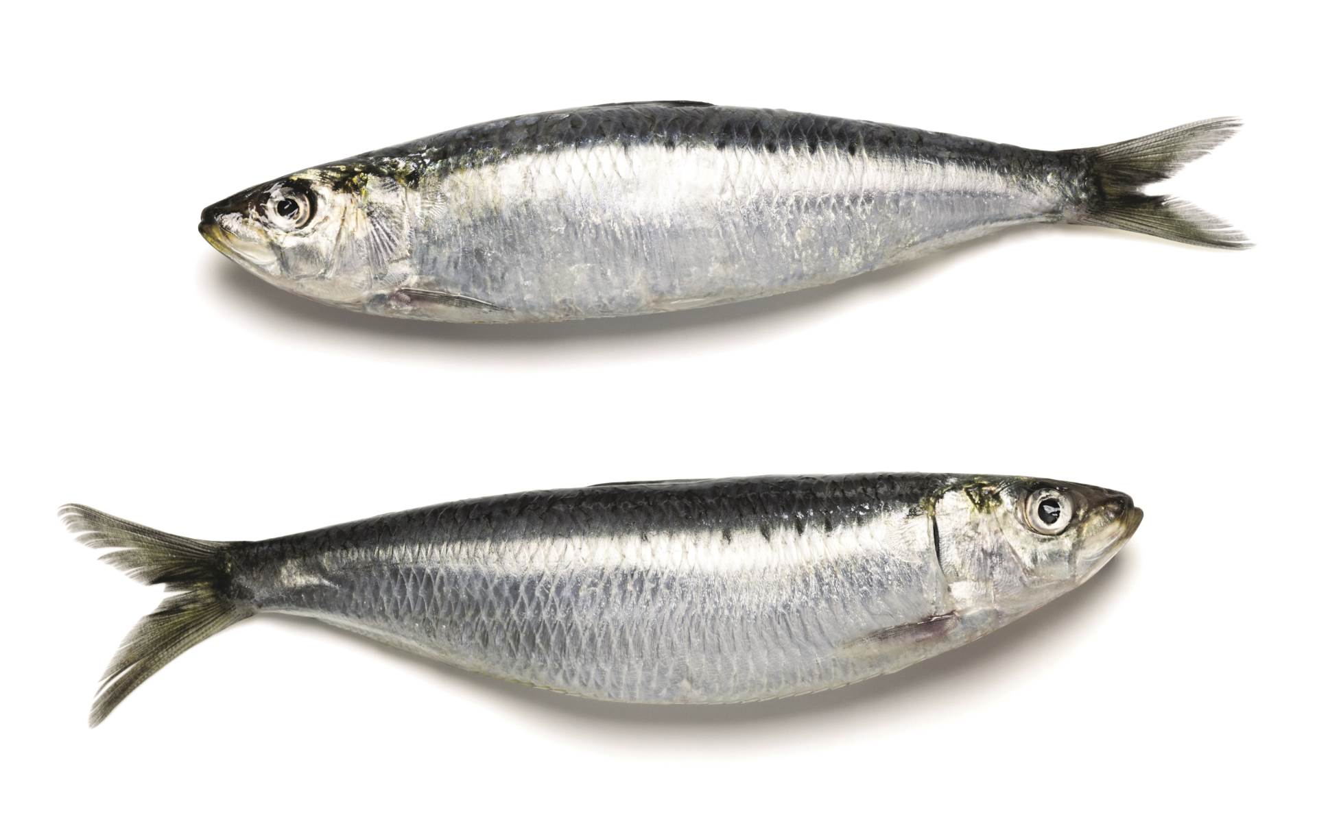 stock-photo-two-whole-sardines-on-white-background-265068365.jpg