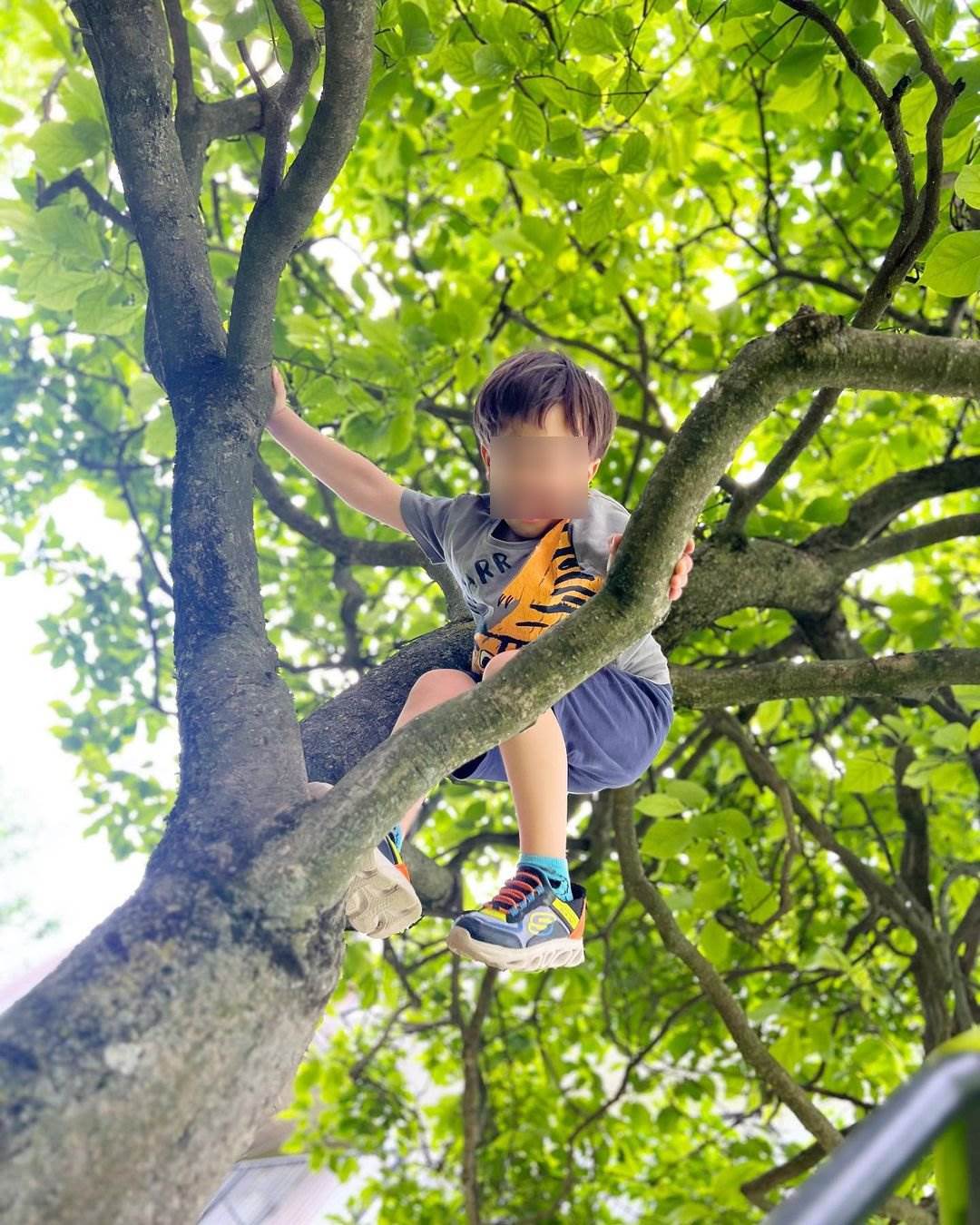 Sin Marijane Mikulić se popeo na drvo