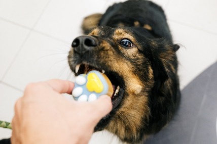 Pet centar