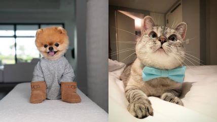 životinje influenceri.jpg