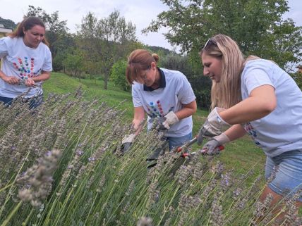 Pcele su bitne_Zeleni pojas.jpg