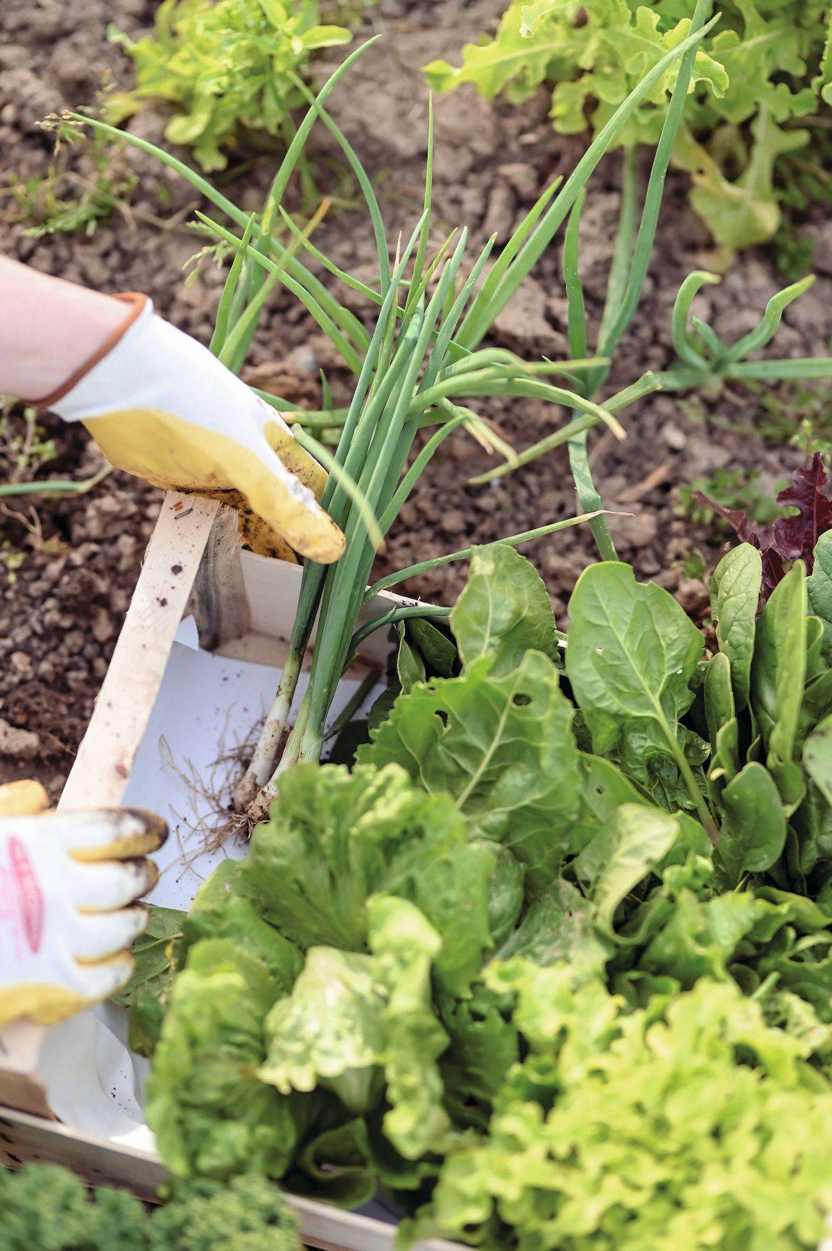 Ana Marija Bokor Vrdoljak_RG (18).JPG