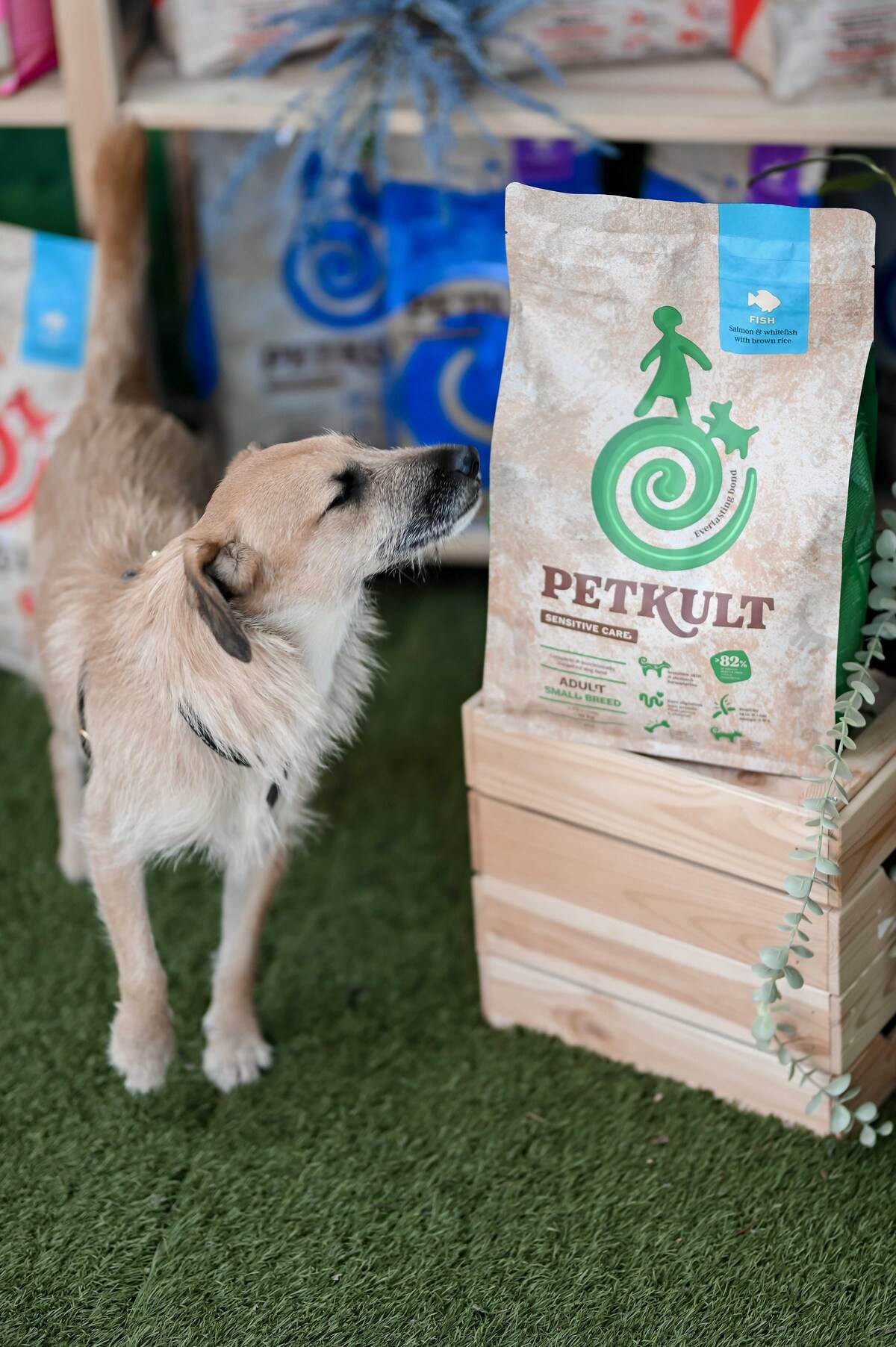 Pet Kult X Story - web_RG (59).jpg