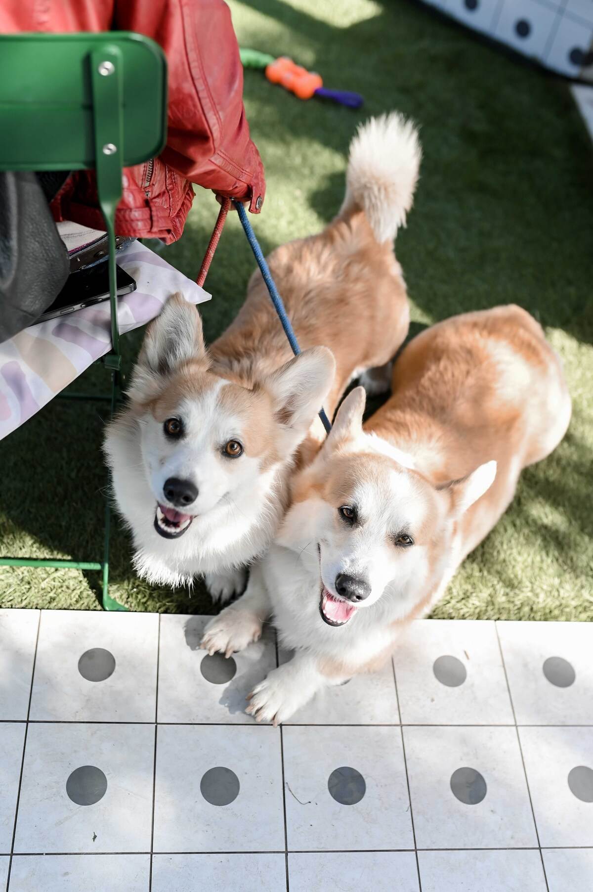 Pet Kult X Story - web_RG (107).jpg