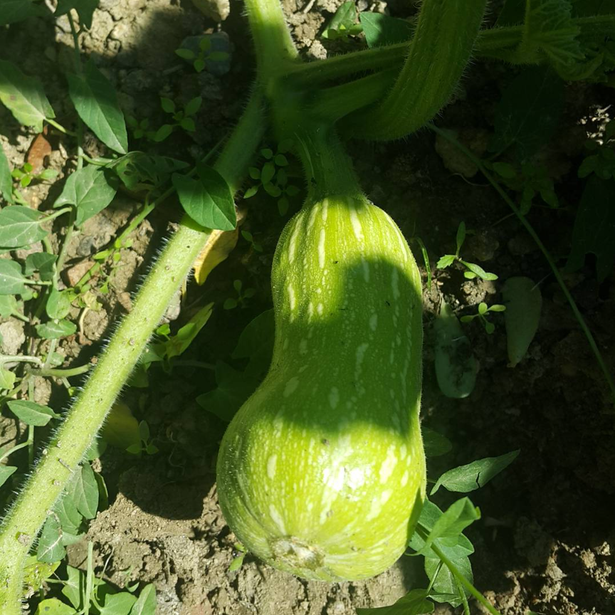 Marija Borić Jerneić