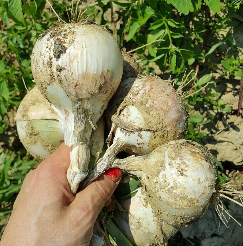 Marija Borić Jerneić