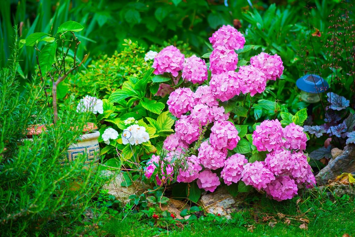 Hydrangea.jpg