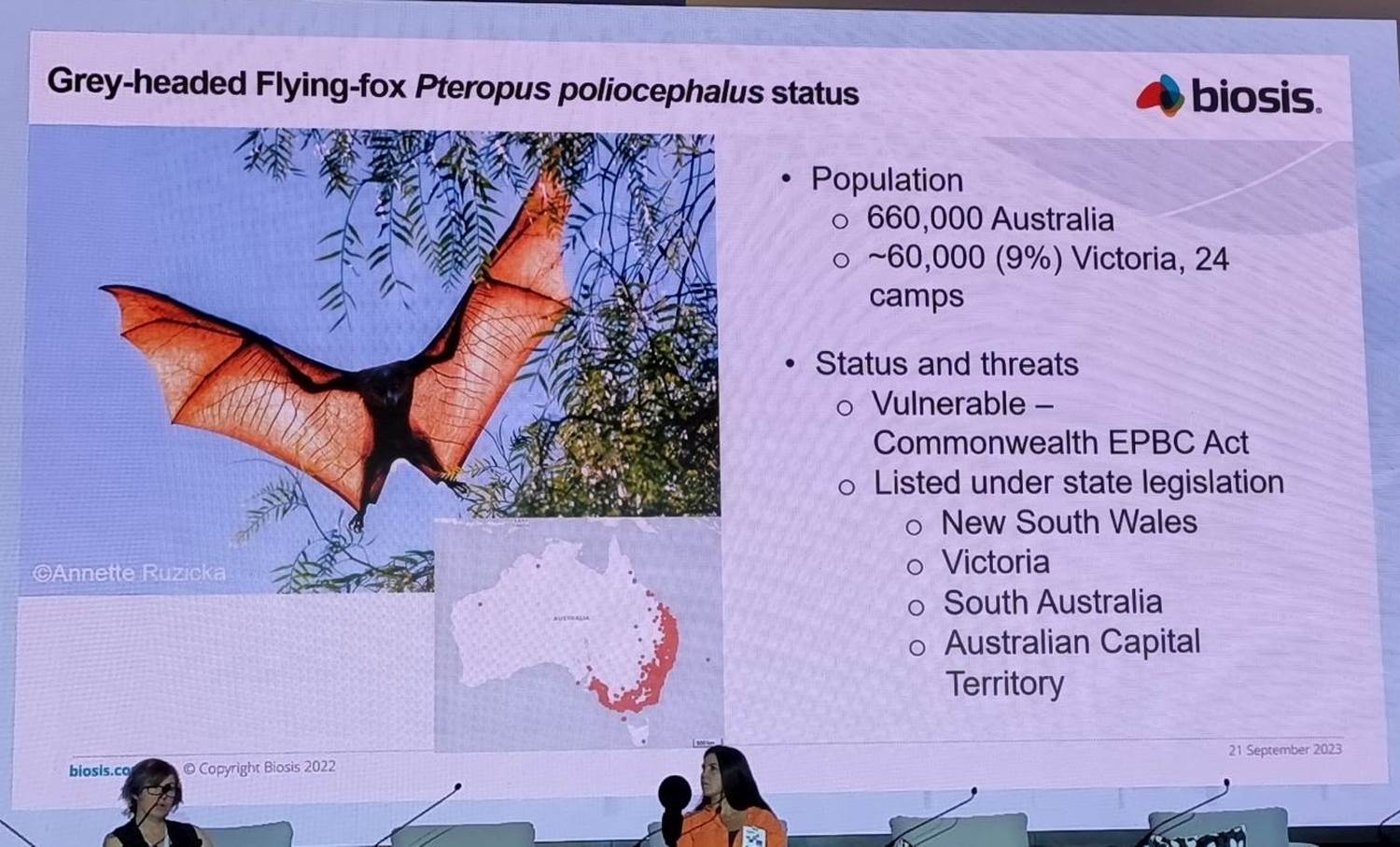 CWW 2023 Šibenik leteća lisica šišmiš (2).jpg