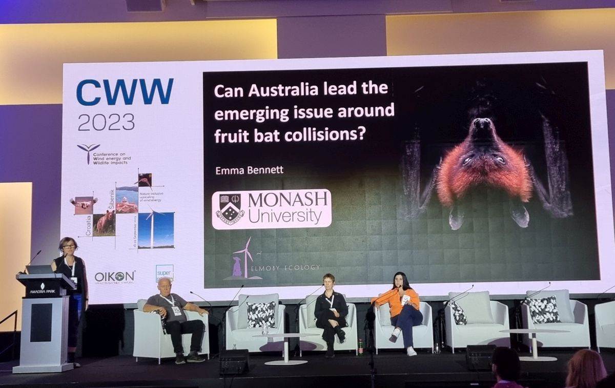 CWW 2023 Šibenik leteća lisica šišmiš (3).jpg