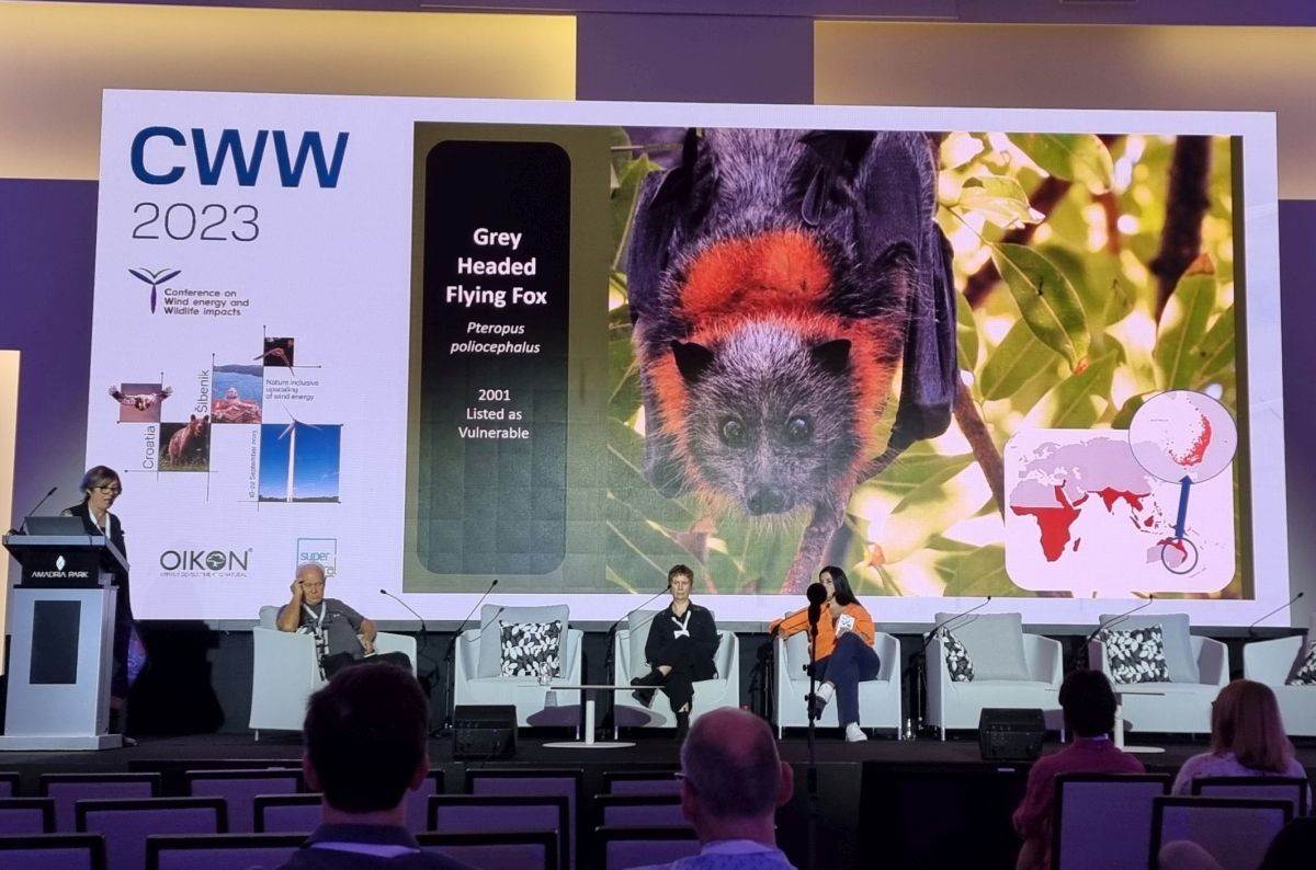 CWW 2023 Šibenik leteća lisica šišmiš (4).jpg